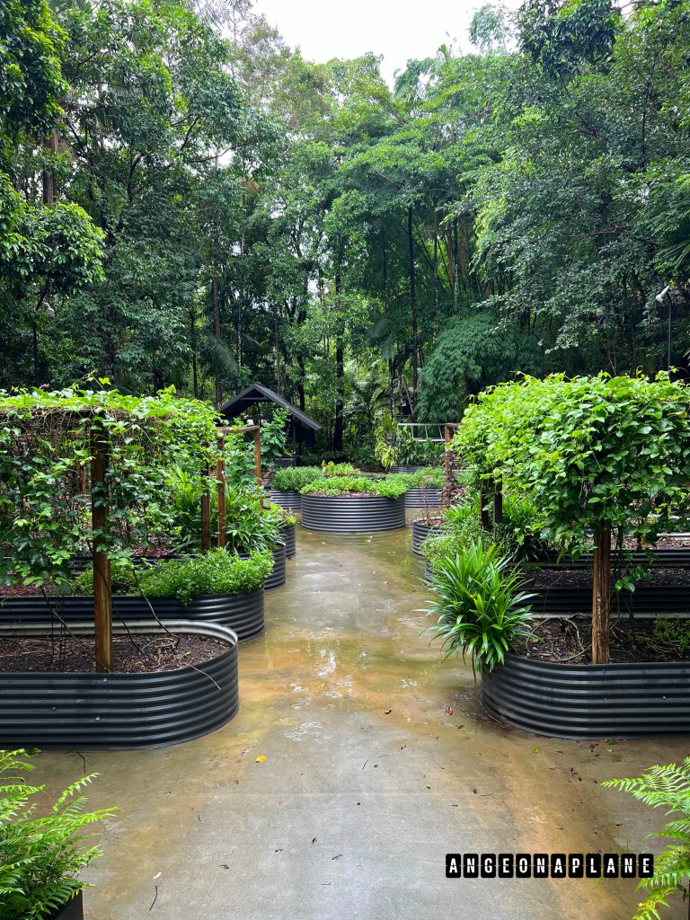 Veg garden at Silky Oaks lodge